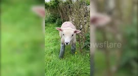Disabled lamb walks again thanks to homemade bionic legs