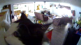 Meow-sion Impawssible? Mischievous kitty triggers home security alert