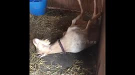 Brian the goat doing his version of goat yoga!