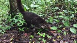 A family of cute coatis seen in the biggest mayan city - Tikal, Guatemala.