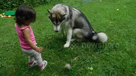 Alaskan Malamute Sojou Child Friendly