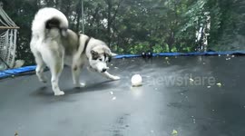 Alaskan Malamute Sojou Water Balloon Bounces on Trampoline Game