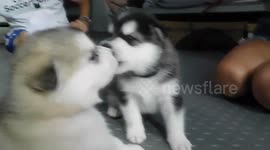 3 week old Alaskan Malamute Puppies Kissing