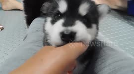 3 week old Alaskan Malamute Puppies Ready for 1st Raw Meat Treat