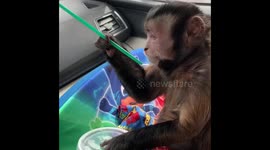 Monkey Using A Straw Her Way!