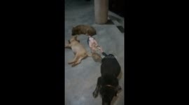 The chicken teases three sleeping dogs