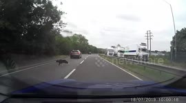 Dog on the loose forces UK driver to brake on busy carriageway near Rugby