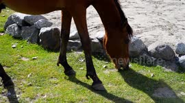 Horse Eating Grass in A Beautiful Mountain's Valley