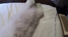 puppy addicted to belly rubs