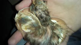 Newborn turkey says 'hello' to this world