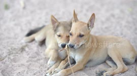 Two adorable puppies playing with a twig.