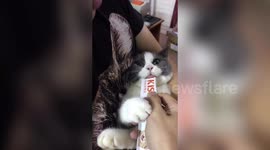 Cat throws a strop after owner takes away its treat in China's Chaozhou