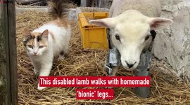 Disabled lamb uses homemade 'bionic' legs to get around remote UK farm