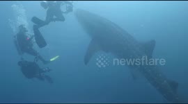 Divers have amazing encounter with hungry whale shark off Indonesia