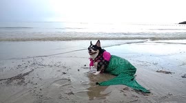 Happy chihuahua poses on Thailand beach as mermaid
