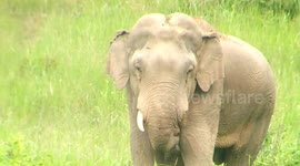 Elephant Munching On Grass