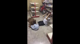 Husky Helps Owner Do Sit-Ups