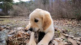 Golden Retriever puppy Bella