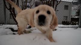 3-month yougn golden retriever playing in snow