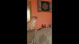Dite requested video