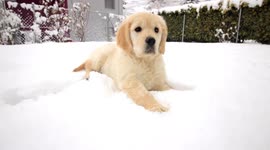 young golden retriever discovers snow