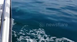 Dolphins Swimming Underneath Boat