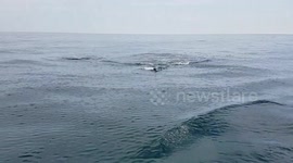 Dolphin Tail Slap