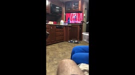 Dog eats from a fork