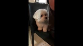 Cute crying dog