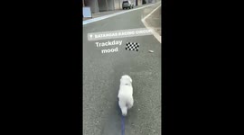 Happy Hop
