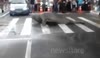 Elephant Seal Waddles Onto Busy Brazil Street