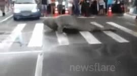 Elephant Seal Waddles Onto Busy Brazil Street