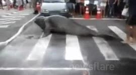 Elephant Seal Waddles Onto Busy Brazil Street Crossing