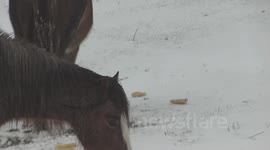 Animals Brave more wintry weather in UK