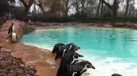 Penguins In The Snow 3