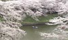 Sakura, Cherry Blossoms, in Tokyo 2013