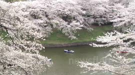 Sakura, Cherry Blossoms, in Tokyo 2013