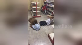 What a great personal trainer! Husky helps owner do sit-ups