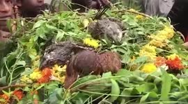 I do, I do!  Villagers organise marriage ceremony of  frogs to appease rain gods in central India