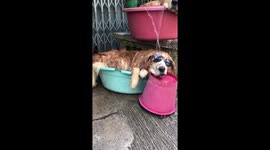 Adorable moment three Golden Retrievers cool off in a 'hot dog fountain'