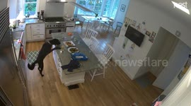 US security camera catches sneaky dog stealing chicken from table