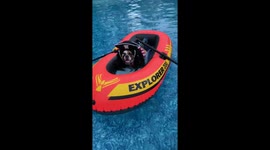 Pool Pirate spotted in local pool
