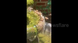 Bees drinking water on a hot afternoon
