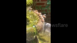 Bee-ting the heatwave! Bees swarm fountain to cool off on a hot day