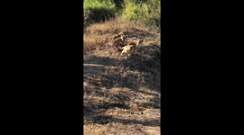 Lucky US safari-goers spot 'rare' lion and her four cubs in Tanzania