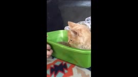 Merry Go Kitty