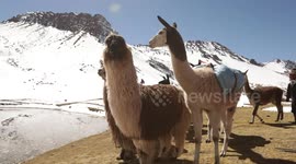 Llama Porters carry your bags to your hotel with Andean Lodges in the Rainbow Mountains, Peru
