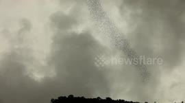 Millions of bats flying in formation in Gunung Mulu national park in Borneo