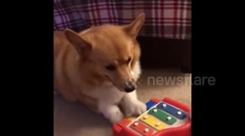 Rosie the Corgi jamming on her piano!