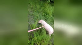 Pink piglet goes for a stroll with rescuer in Florida